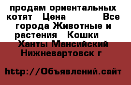 продам ориентальных котят › Цена ­ 5 000 - Все города Животные и растения » Кошки   . Ханты-Мансийский,Нижневартовск г.